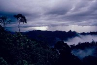 02.Forest_Borneo_Philippine.jpg