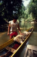 09.Forest_Borneo_Philippine.jpg