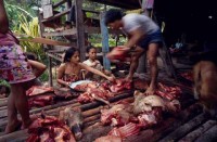 10.Forest_Borneo_Philippine.jpg