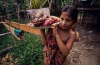 11.Forest_Borneo_Philippine.jpg