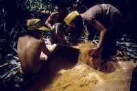 13.Forest_Borneo_Philippine.jpg