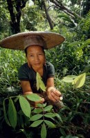14.Forest_Borneo_Philippine.jpg