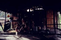 17.Forest_Borneo_Philippine.jpg