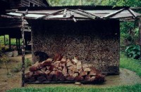 19.Forest_Borneo_Philippine.jpg
