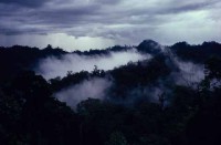 23.Forest_Borneo_Philippine.jpg