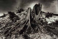 01.Deforestation S.E.Asia