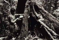 15.Deforestation S.E.Asia