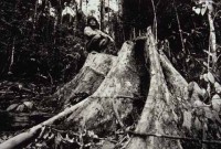 17.Deforestation S.E.Asia