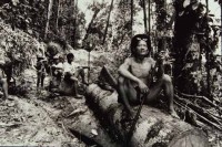 19.Deforestation S.E.Asia