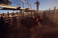 01.Cowboys mustering cattle in the early morning