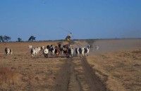 06.Heli-muster cattle