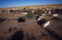 07.Heli-muster cattle