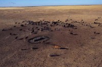 08.Cattle station grazing