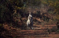 16.Kangaroo bush