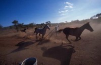 18.Horses muster station
