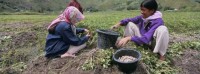 batak_sumatra028.jpg