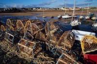 021.fife_ellie_harbour.jpg