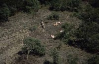 009.wild_boar_hunting.jpg