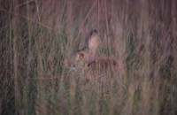 014.wild_boar_hunting.jpg