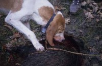 028.wild_boar_hunting.jpg