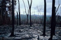 015.slash_burn_amazon.jpg