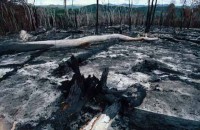 017.slash_burn_amazon.jpg