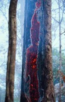021.forest_fire_amazon.jpg