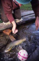 010.fish_circus.jpg