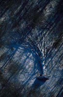 01.Forest aerial