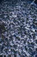 03.Forest aerial