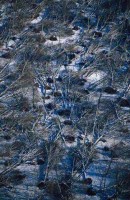05.Forest aerial