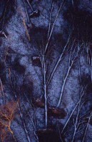 08.Forest aerial