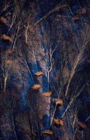 10.Forest aerial