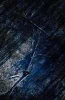 12.Forest aerial