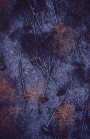 13.Forest aerial