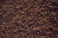14.Forest aerial
