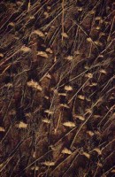 15.Forest aerial