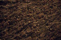 16.Forest aerial