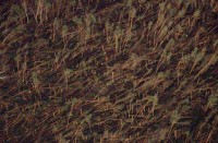 18.Forest aerial