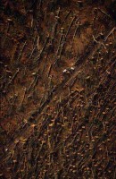 19.Forest aerial