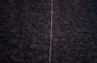 20.Forest aerial