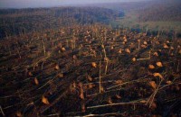 22.Forest aerial