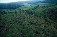 23.Forest aerial