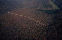 24.Forest aerial