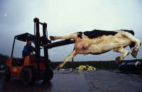 002.Meat Mad Cows UK