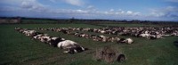 014.Meat Foot & Mouth UK