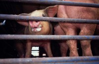 029.Meat pigs transport UK