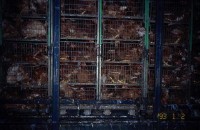 030.Meat chickens SA