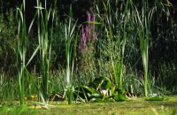 006.paris_jardin_naturel.jpg