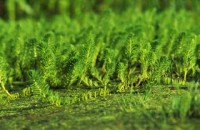 030.paris_jardin_naturel.jpg